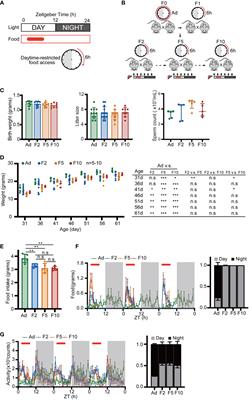 Multigenerational mistimed feeding drives circadian reprogramming with an impaired unfolded protein response